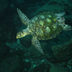 The new marine protected areas in Brazil will help nesting marine turtles.